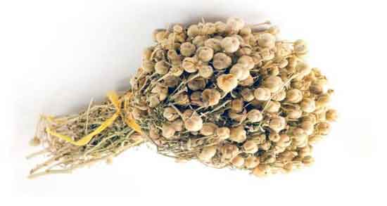 خواص اسپند در طب سنتی دکتر خیراندیش و آشنایی با خاصیت درمانی اسپند خواص اسپند در طب سنتی دکتر خیراندیش ؛ آشنایی با خاصیت درمانی اسپند