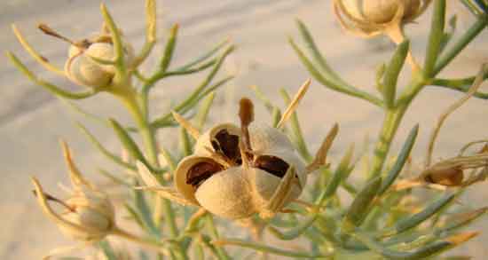 خواص اسپند در لاغری و چربی سوزی و لاغری با استفاده از اسپند خواص اسپند در لاغری ؛ چربی سوزی و لاغری با استفاده از اسپند