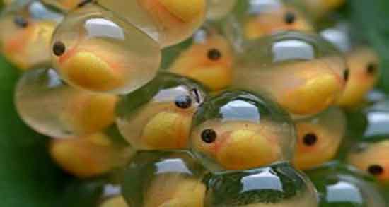 خواص اشپل ماهی برای کودکان و فواید مصرف اشپل ماهی برای اطفال خواص اشپل ماهی برای کودکان ؛ فواید مصرف اشپل ماهی برای اطفال