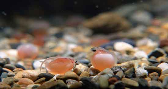 خواص اشپل ماهی قزل الا و فواید مصرف اشپل ماهی قزل الا برای بدن خواص اشپل ماهی قزل الا ؛ فواید مصرف اشپل ماهی قزل الا برای بدن