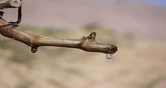 خواص اشک درخت مو و ایا مصرف اشک مو برای تقویت موی سر مفیده خواص اشک درخت مو ؛ ایا مصرف اشک مو برای تقویت موی سر مفیده