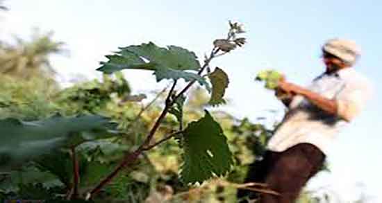 خواص اشک مو برای پوست صورت و فواید مصرف اشک مو برای پوست خواص اشک مو برای پوست صورت ؛ فواید مصرف اشک مو برای پوست