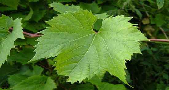 خواص اشک مو در طب سنتی و استفاده از اشک مو از نظر طب سنتی خواص اشک مو در طب سنتی ؛ استفاده از اشک مو از نظر طب سنتی