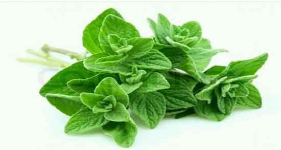 خواص اورگانو چیست ؛ خاصیت مصرف اورگانو برای تقویت دستگاه گوارش خواص اورگانو چیست ؛ خاصیت مصرف اورگانو برای تقویت دستگاه گوارش