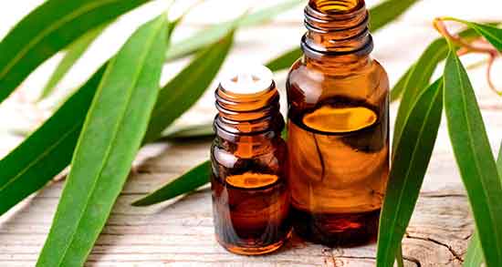 خواص اکالیپتوس برای سینوزیت و فواید اکالیپتوس برای درمان سینوزیت خواص اکالیپتوس برای سینوزیت ؛ فواید اکالیپتوس برای درمان سینوزیت