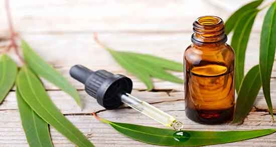 خواص اکالیپتوس برای مرغ عشق و اکالیپتوس درخت مورد علاقه مرغ عشق خواص اکالیپتوس برای مرغ عشق ؛ اکالیپتوس درخت مورد علاقه مرغ عشق