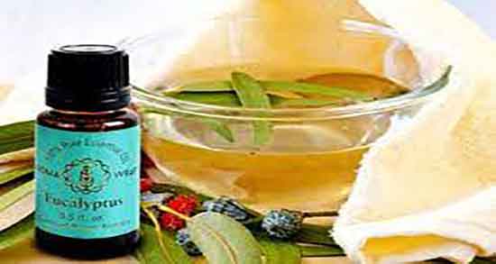 خواص اکالیپتوس در طب سنتی و فواید اکالیپتوس از نظر طب سنتی خواص اکالیپتوس در طب سنتی ؛ فواید اکالیپتوس از نظر طب سنتی
