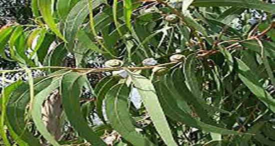 خواص اکالیپتوس در لاغری و فواید ادامس اکالیپتوس برای لاغری بدن خواص اکالیپتوس در لاغری ؛ فواید ادامس اکالیپتوس برای لاغری بدن