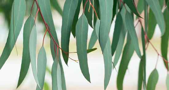 خواص اکالیپتوس و درمان سرماخوردگی و سرفه و گرفتگی بینی و سلامت پوست و مو خواص اکالیپتوس ؛ درمان سرماخوردگی ، سرفه ، گرفتگی بینی ، سلامت پوست و مو