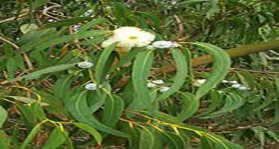 خواص اکالیپتوس چیست و فواید عسل اکالیپتوس برای گلو درد چیست خواص اکالیپتوس چیست ؛ فواید عسل اکالیپتوس برای گلو درد چیست