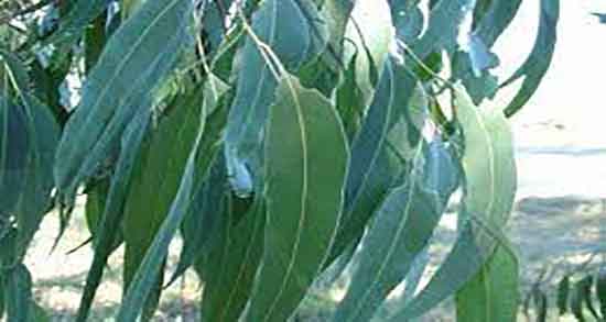 خواص اکالیپتوس کریستالی و فواید اکالیپتوس کریستالی برای ریه خواص اکالیپتوس کریستالی ؛ فواید اکالیپتوس کریستالی برای ریه