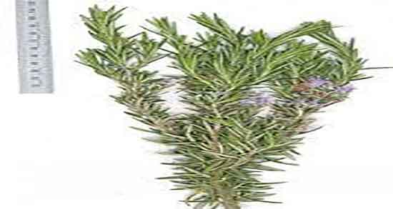 خواص اکلیل کوهی برای مو و مصرف اکلیل کوهی برای تقویت موی سر خواص اکلیل کوهی برای مو ؛ مصرف اکلیل کوهی برای تقویت موی سر