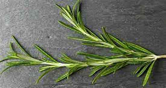 خواص اکلیل کوهی در طب سنتی و فواید اکلیل کوهی از نظر طب سنتی خواص اکلیل کوهی در طب سنتی ؛ فواید اکلیل کوهی از نظر طب سنتی