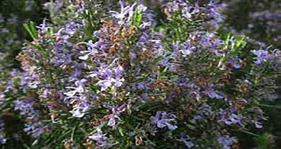 خواص اکلیل کوهی روازاده و فواید اکلیل کوهی از نظر دکتر روازاده خواص اکلیل کوهی روازاده ؛ فواید اکلیل کوهی از نظر دکتر روازاده