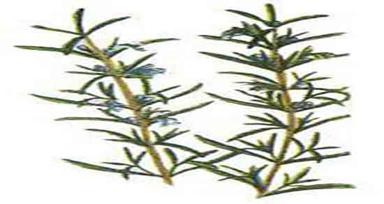 خواص اکلیل کوهی طب سنتی و فواید اکلیل کوهی از نظر طب سنتی خواص اکلیل کوهی طب سنتی ؛ فواید اکلیل کوهی از نظر طب سنتی