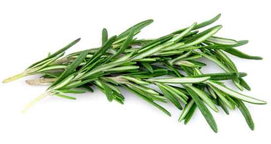 خواص اکلیل کوهی و یا رزماری برای پوست ، مو و طریقه مصرف خواص اکلیل کوهی ؛ یا رزماری برای پوست ، مو و طریقه مصرف