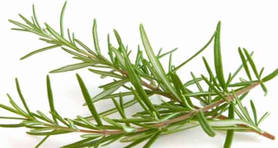 خواص اکلیل کوهی چیست و فواید ضد سرطانی اکلیل کوهی چیست خواص اکلیل کوهی چیست ؛ فواید ضد سرطانی اکلیل کوهی چیست