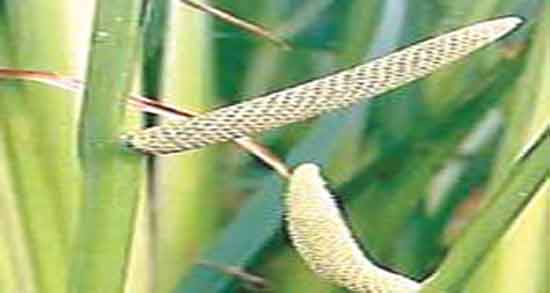 خواص اگیر ترکی برای پوست و فواید اگیر ترکی برای زیبایی پوست و مو خواص اگیر ترکی برای پوست ؛ فواید اگیر ترکی برای زیبایی پوست و مو