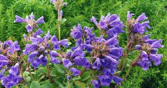 خواص بادرنجبویه برای خواب و معده و کبد و ریه در طب سنتی + طبع بادرنجبویه خواص بادرنجبویه ؛ برای خواب و معده و کبد و ریه در طب سنتی + طبع بادرنجبویه