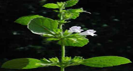 خواص بادرنجبویه برای عفونت زنان ؛ فواید بادرنجبویه برای عفونت رحم خواص بادرنجبویه برای عفونت زنان ؛ فواید بادرنجبویه برای عفونت رحم