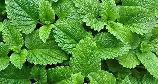 خواص بادرنجبویه برای معده و درمان زخم معده با دمنوش بادرنجبویه خواص بادرنجبویه برای معده ؛ درمان زخم معده با دمنوش بادرنجبویه