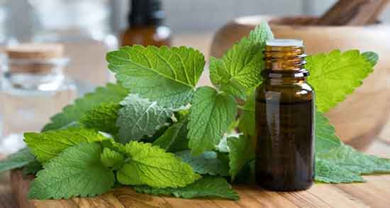 خواص بادرنجبویه و طبع آن ؛ خواص بادرنجبویه و طبیعت آن برای بدن خواص بادرنجبویه و طبع آن ؛ خواص بادرنجبویه و طبیعت آن برای بدن