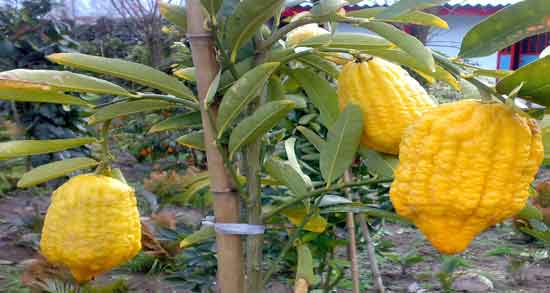 خواص بالنگ برای بارداری و حفظ سلامت زن باردار و جنین با خوردن بالنگ خواص بالنگ برای بارداری ؛ حفظ سلامت زن باردار و جنین با خوردن بالنگ