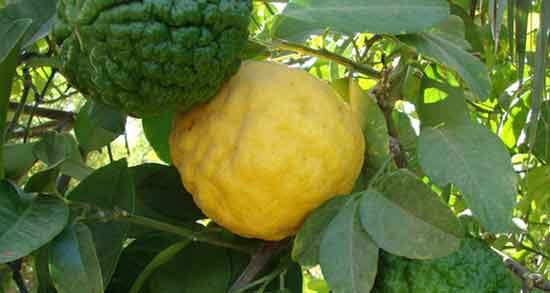 خواص بالنگ برای جنین و کمک به بهبود رشد جنین با مصرف بالنگ خواص بالنگ برای جنین ؛ کمک به بهبود رشد جنین با مصرف بالنگ