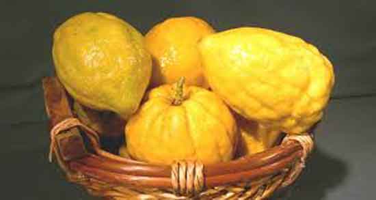 خواص بالنگ برای زن باردار و فواید مصرف بالنگ برای دوران بارداری خواص بالنگ برای زن باردار ؛ فواید مصرف بالنگ برای دوران بارداری