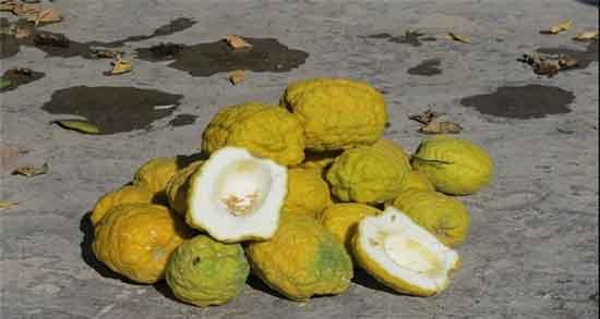 خواص بالنگ برای نوزاد و همه چیز درباره خاصیت بالنگ برای نوزاد خواص بالنگ برای نوزاد ؛ همه چیز درباره خاصیت بالنگ برای نوزاد