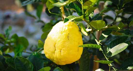 خواص بالنگ برای پوست و روشن تر شدن رنگ پوست با مصرف بالنگ خواص بالنگ برای پوست ؛ روشن تر شدن رنگ پوست با مصرف بالنگ