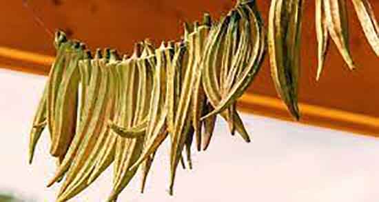 خواص بامیه برای اسپرم و فواید خوردن بامیه برای مردان و تقویت اسپرم خواص بامیه برای اسپرم ؛ فواید خوردن بامیه برای مردان و تقویت اسپرم