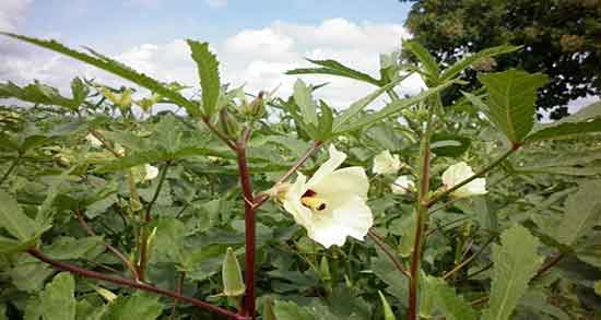 خواص بامیه برای دیابت و چگونه با بامیه قند خون را پایین بیاوریم خواص بامیه برای دیابت ؛ چگونه با بامیه قند خون را پایین بیاوریم