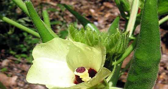 خواص بامیه در بدنسازی و فواید مصرف بامیه برای عضله سازی ورزشکاران خواص بامیه در بدنسازی ؛ فواید مصرف بامیه برای عضله سازی ورزشکاران