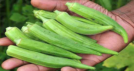 خواص بامیه در درمان دیابت و ایا بامیه برای درمان دیابت مفید است خواص بامیه در درمان دیابت ؛ ایا بامیه برای درمان دیابت مفید است