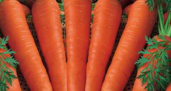 خواص بذر هویج فرنگی و دانه هویج فرنگی برای تقویت نیروی جنسی خواص بذر هویج فرنگی ؛ دانه هویج فرنگی برای تقویت نیروی جنسی