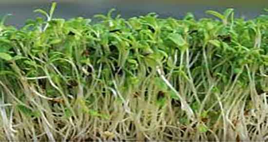 خواص بذر یونجه برای اسپرم و یونجه داروی گیاهی برای تقویت اسپرم مرد خواص بذر یونجه برای اسپرم ؛ یونجه داروی گیاهی برای تقویت اسپرم مرد