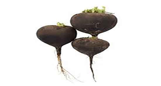 خواص برگ ترب سیاه ؛ فواید دمنوش برگ ترب سیاه برای پروستات خواص برگ ترب سیاه ؛ فواید دمنوش برگ ترب سیاه برای پروستات