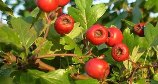 خواص برگ زالزالک و خاصیت دارویی و کاربردهای برگ زالزالک خواص برگ زالزالک ؛ خاصیت دارویی و کاربردهای برگ زالزالک