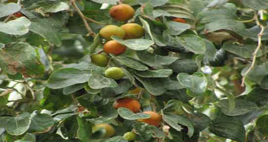 خواص برگ کنار برای پوست و داشتن پوستی سالم با استفاده از برگ کنار خواص برگ کنار برای پوست ؛ داشتن پوستی سالم با استفاده از برگ کنار