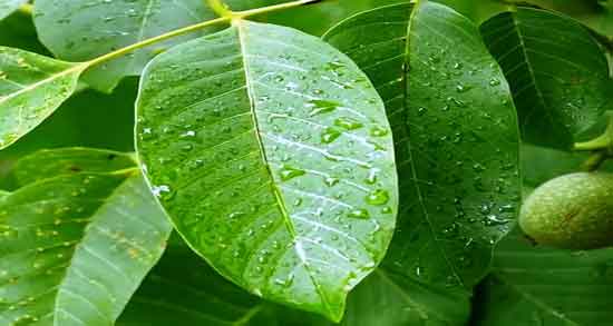 خواص برگ گردو برای کبد و خاصیت درمانی استفاده از برگ گردو برای بیماری های کبد خواص برگ گردو برای کبد ؛ خاصیت درمانی استفاده از برگ گردو برای بیماری های کبد