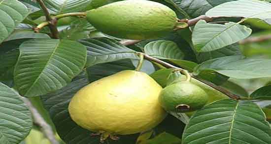 خواص برگ گواوا و بررسی خواص و کاربردهای برگ گواوا خواص برگ گواوا ؛ بررسی خواص و کاربردهای برگ گواوا