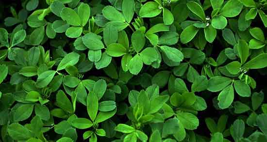 خواص برگ یونجه خشک شده و مصرف دمنوش یونجه خشک برای معده خواص برگ یونجه خشک شده ؛ مصرف دمنوش یونجه خشک برای معده