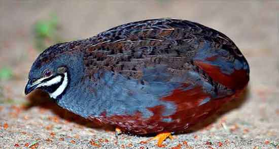 خواص بلدرچین برای کرونا و خاصیت گوشت بلدرچین برای ویروس کرونا خواص بلدرچین برای کرونا ؛ خاصیت گوشت بلدرچین برای ویروس کرونا