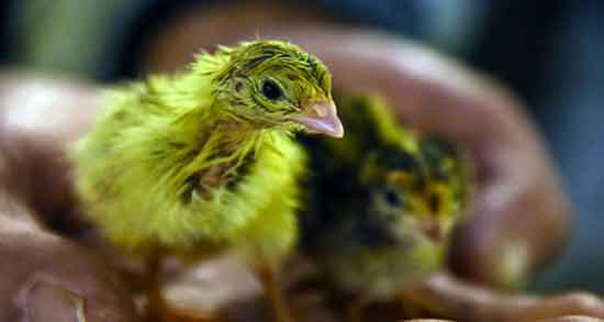 خواص بلدرچین برای کودکان ؛ فواید گوشت بلدرچین برای کودک یک ساله خواص بلدرچین برای کودکان ؛ فواید گوشت بلدرچین برای کودک یک ساله