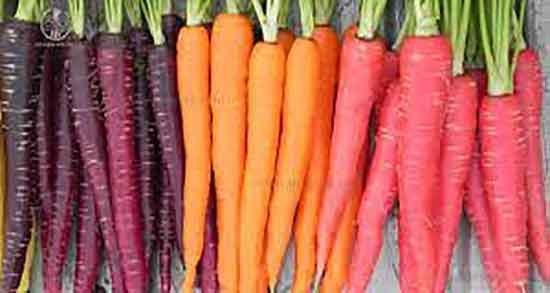 خواص تخمه هویج فرنگی و فواید تخمه هویج فرنگی در پسردار شدن خواص تخمه هویج فرنگی ؛ فواید تخمه هویج فرنگی در پسردار شدن