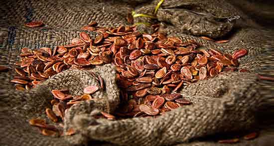 خواص تخمه ژاپنی ؛ برای کبد چرب و بارداری و لاغری + میزان چربی تخمه ژاپنی خواص تخمه ژاپنی ؛ برای کبد چرب و بارداری و لاغری + میزان چربی تخمه ژاپنی