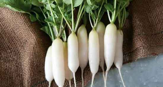 خواص ترب برای پوست و فواید مصرف ترب برای زیبایی پوست صورت خواص ترب برای پوست ؛ فواید مصرف ترب برای زیبایی پوست صورت