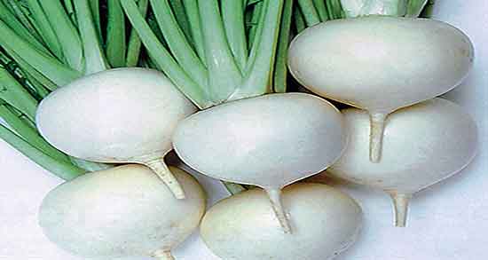 خواص ترب برای کرونا و درمان ویروس کرونا با خوردن روزانه اب ترب خواص ترب برای کرونا ؛ درمان ویروس کرونا با خوردن روزانه اب ترب