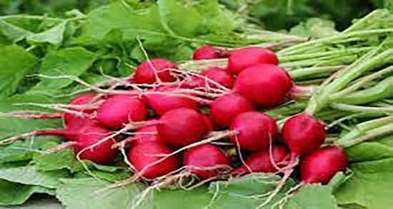 خواص ترب برای کلیه و فواید مصرف ترب سفید برای درمان سنگ کلیه خواص ترب برای کلیه ؛ فواید مصرف ترب سفید برای درمان سنگ کلیه